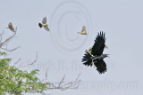 _MG_3767 Cassins Kingbird mobbing Common Raven.jpg