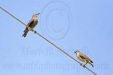 _MG_3799 European Starling.jpg