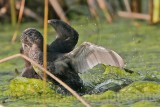 _MG_9690 Pied-billed Grebe - Territorial dispute.jpg