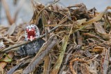 _MG_5559 Pied-billed Grebe.jpg