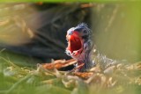 _MG_0938 Pied-billed Grebe.jpg