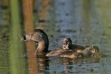 _MG_1314 Pied-billed Grebe.jpg