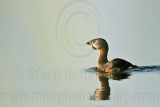_MG_1613 Pied-billed Grebe.jpg