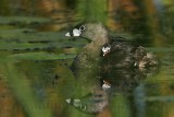 _MG_4054 Pied-billed Grebe.jpg
