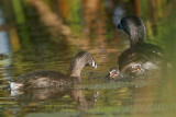 _MG_4151 Pied-billed Grebe.jpg