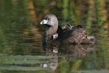_MG_4287 Pied-billed Grebe.jpg