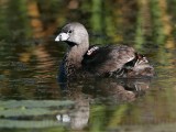 _MG_4329 Pied-billed Grebe.jpg