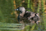 _MG_4355 Pied-billed Grebe.jpg