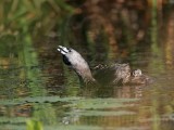 _MG_4540 Pied-billed Grebe.jpg