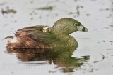 _MG_8241 Pied-billed Grebe.jpg