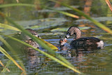 _MG_3684 Pied-billed Grebe.jpg