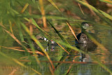 _MG_3790 Pied-billed Grebe.jpg