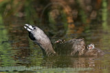 _MG_4540 Pied-billed Grebe.jpg