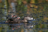 _MG_4978 Pied-billed Grebe.jpg
