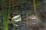 _MG_4984 Pied-billed Grebe.jpg