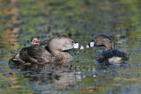 _MG_4987 Pied-billed Grebe.jpg
