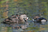 _MG_4995 Pied-billed Grebe.jpg
