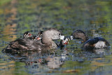_MG_4996 Pied-billed Grebe.jpg