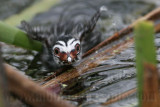 _MG_7365 Pied-billed Grebe.jpg