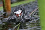 _MG_7373 Pied-billed Grebe.jpg