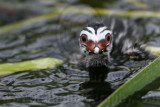 _MG_7392 Pied-billed Grebe.jpg