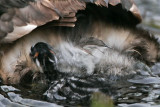 _MG_7410 Pied-billed Grebe.jpg
