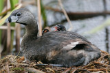 _MG_7536 Pied-billed Grebe.jpg