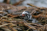 _MG_7715 Pied-billed Grebe.jpg