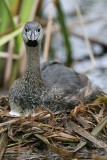 _MG_7848 Pied-billed Grebe.jpg