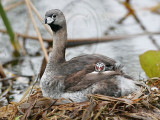 _MG_5151 Pied-billed Grebe.jpg