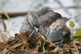 _MG_5169 Pied-billed Grebe.jpg