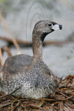 _MG_5747 Pied-billed Grebe.jpg