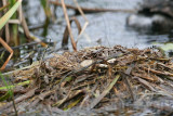_MG_5925 Pied-billed Grebe.jpg