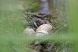 _MG_5932 Pied-billed Grebe.jpg