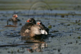 _MG_0204 Pied-billed Grebe.jpg