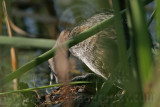 _MG_0781 Pied-billed Grebe.jpg