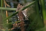 _MG_0793 Pied-billed Grebe.jpg