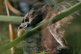 _MG_0794 Pied-billed Grebe.jpg