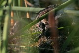 _MG_0806 Pied-billed Grebe.jpg
