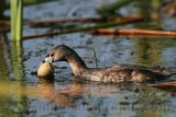 _MG_0865 Pied-billed Grebe.jpg