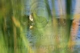_MG_0878 Pied-billed Grebe.jpg