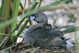 _MG_2487 Pied-billed Grebe.jpg