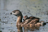 _MG_8893 Pied-billed Grebe.jpg