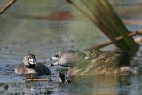 _MG_9118 Pied-billed Grebe.jpg