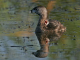 _MG_3496 Pied-billed Grebe.jpg