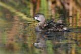 _MG_4705 Pied-billed Grebe.jpg