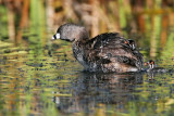 _MG_4718 Pied-billed Grebe.jpg