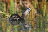 _MG_4735 Pied-billed Grebe.jpg