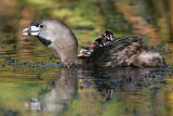 _MG_4925 Pied-billed Grebe.jpg