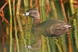 _MG_2959 Pied-billed Grebe.jpg